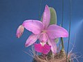 A and B Larsen orchids - Cattleya walkeriana DSCN0677.JPG
