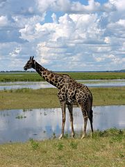 'n Kameelperd in die Chobe Nasionale Park, Botswana.