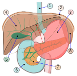 Órganos digestivos: 1.Esófago 2.Diafragma 3.Estómago 4.Hígado 5.Vesícula biliar 6.Duodeno 7.Páncreas 8.Bazo