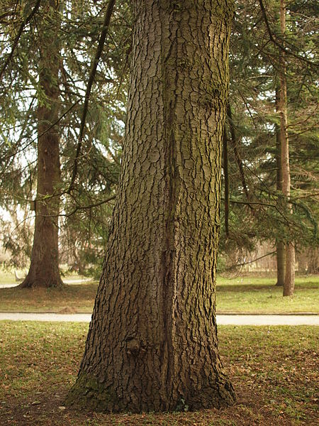 File:Abies numidica bark and trunk.JPG