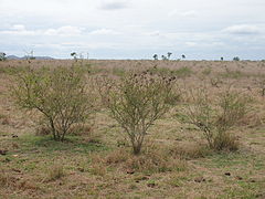 Acacia farnesiana encroachment.jpg