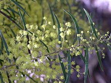 Acacia fimbriata Acacia fimbriata.JPG