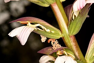 Acanthus mollis flower.JPG