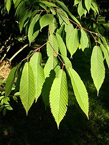 Acer carpinifolium.jpg