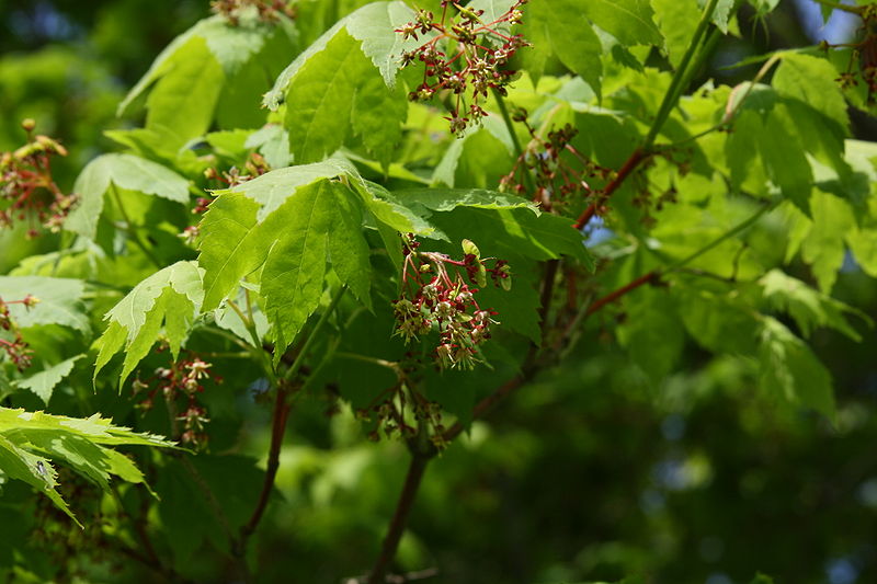 File:Acer pseudosieboldianum flowers.jpg