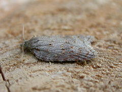 Acleris sparsana.jpg