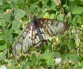 Descrierea imaginii Acraea andromacha 2.jpg.