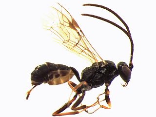 <i>Acrolyta</i> Genus of wasps