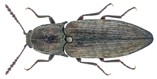 <i>Actenicerus sjaelandicus</i> Species of beetle
