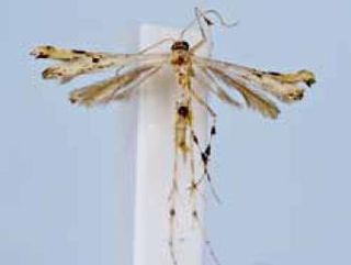 <i>Adaina parainvida</i> Species of plume moth