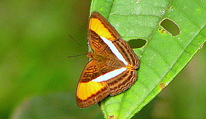 Adelpha cytherea.jpg