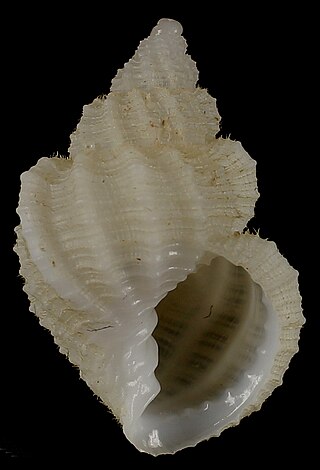 <i>Admetula vossi</i> Species of gastropod