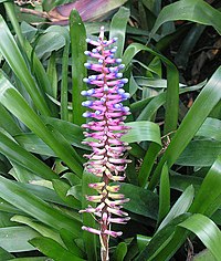 Aechmea gamosepala