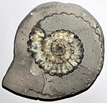 Aegoceras lataecosta (fossil ammonite) (Lower Jurassic).jpg