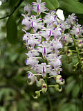 Vignette pour Aerides odorata