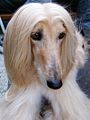 Portretul cremului Afghan Hound.jpg