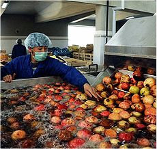 Pomegranates getting washed prior to processing in an Afghanistan fruit concentrate factory. Afghan pomegranates getting washed.jpg