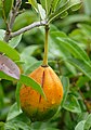 African Dogrose (Xylotheca kraussiana) fruit ... (39659504133).jpg