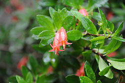 Agapetes buxifolia 001. jpg