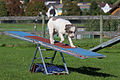 Agility - Wippe 5.jpg