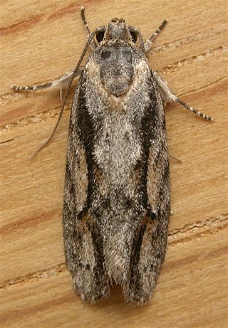 <i>Agriophara leptosemela</i> Species of moth
