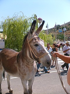 Andalusian donkey