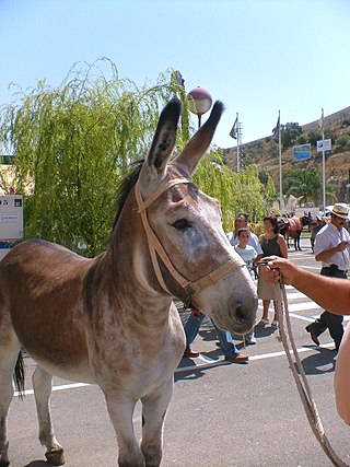 <span class="mw-page-title-main">Andalusian donkey</span> Breed of donkey