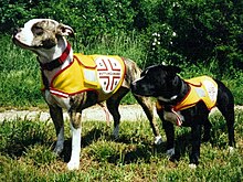 Staffordshire Bull Terrier - Wikipedia