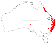 AllocasuarinatorulosaDistributionMap51.png