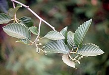 Alnus incana subsp. tenuifolia
California, US Alnus incana tenuifolia BLM.jpg