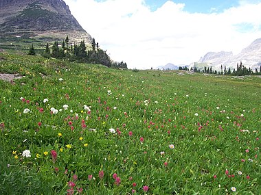 Alpine flora at Logan Pass, Glacier National Park, in Montana, United States: Alpine plants are one group expected to be highly susceptible to the impacts of climate change Alpine flora logan pass.jpg