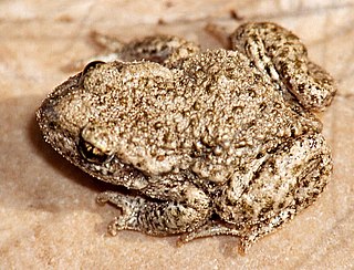 Midwife toad Genus of amphibians