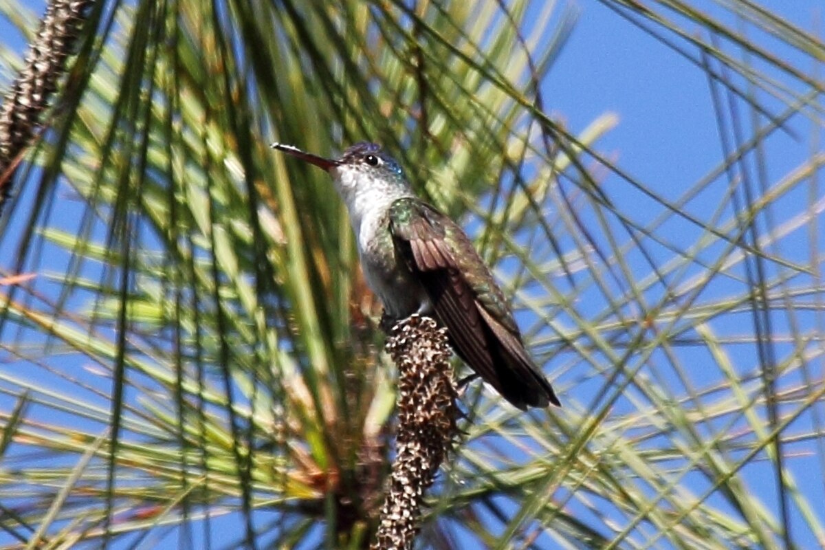 Amazilia cyanocephala.jpg