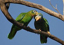 Two at St Andrew, Jamaica Amazona collaria -St. Andrew -Jamaica -two-8a.jpg