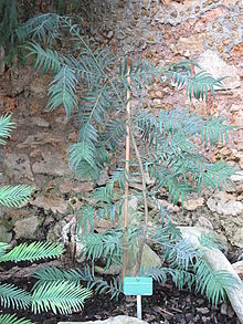 Amentotaxus formosana Amentotaxus formosana (Jardin des Plantes de Paris).jpg