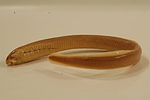 American brook lamprey.jpg