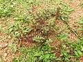 Ammania baccifera-2-yelagiri-vellore-India.jpg