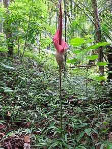 Amorphophallus l.jpg