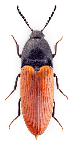 Description de l'image Ampedus rufipennis.jpg.