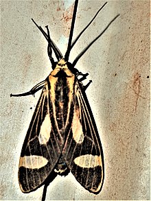 Amphelarctia sp..jpg