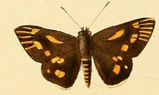 <i>Ampittia capenas</i> Species of butterfly