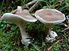 Ampulloclitocybe clavipes a1 (1).JPG
