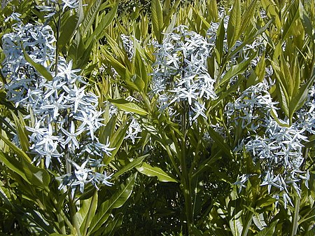 Tập_tin:Amsonia_tabernaemontana.jpg