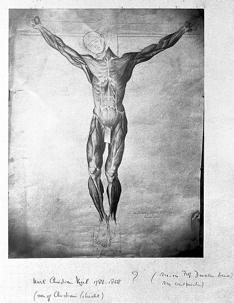 File:An ecorche crucified Wellcome L0011967.jpg