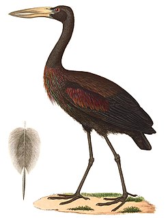 Openbill stork Genus of birds