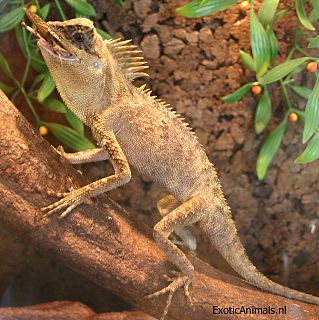 <i>Acanthosaura armata</i> Species of lizard