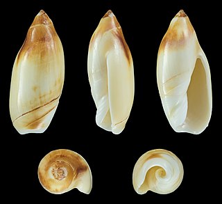 <i>Ancilla ampla</i> Species of gastropod
