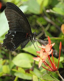 <i>Papilio mayo</i> Species of butterfly