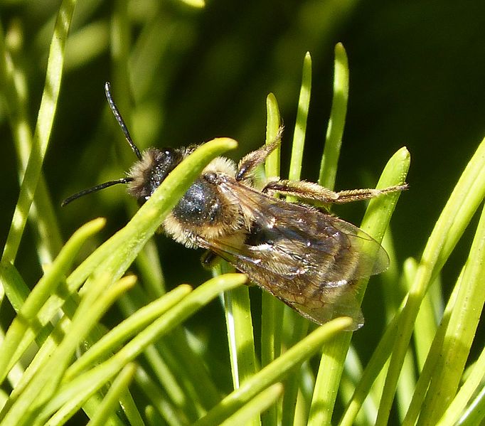 File:Andrena sp - Flickr - gailhampshire.jpg