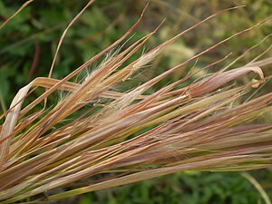 Злаковый сорняк 5. Бородач виргинский (Andropogon virginicus). Андропогон злак. Африканского проса (Andropogon Sorghum). Бородач Жерарди (Andropogon gerardii).